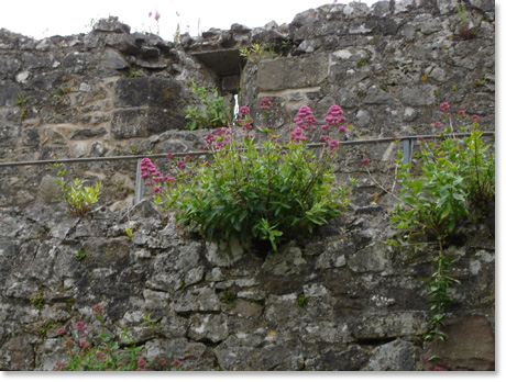 chepstow_flowers.jpg