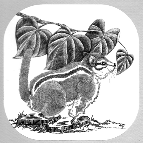 Chipmunk