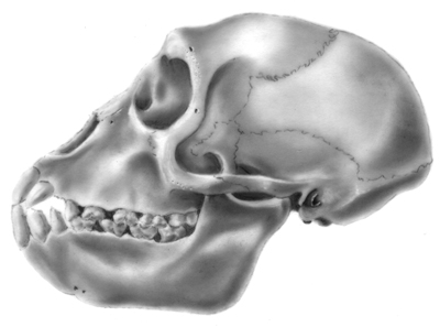 monkey_skull.jpg
