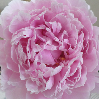 Peony